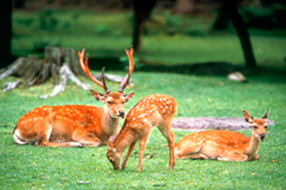 奈良公園の写真